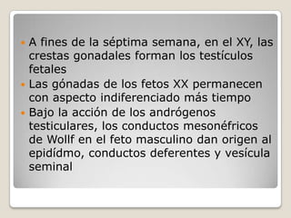  A fines de la séptima semana, en el XY, las
  crestas gonadales forman los testículos
  fetales
 Las gónadas de los fetos XX permanecen
  con aspecto indiferenciado más tiempo
 Bajo la acción de los andrógenos
  testiculares, los conductos mesonéfricos
  de Wollf en el feto masculino dan origen al
  epidídmo, conductos deferentes y vesícula
  seminal
 