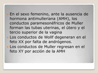  En el sexo femenino, ante la ausencia de
  hormona antimulleriana (AMH), los
  conductos paramesonéfricos de Muller
  forman las tubas uterinas, el útero y el
  tercio superior de la vagina
 Los conductos de Wollf degeneran en el
  feto XX por falta de andrógenos.
 Los conductos de Muller regresan en el
  feto XY por acción de la AMH
 