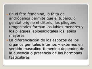  En el feto femenino, la falta de
  andrógenos permite que el tubérculo
  genital origine el clítoris, los pliegues
  urogenitales forman los labios menores y
  los pliegues labioescrotales los labios
  mayores
 La diferenciación de los esbozos de los
  órganos genitales internos y externos en
  sentido masculino-femenino dependen de
  la ausencia o presencia de las hormonas
  testiculares
 