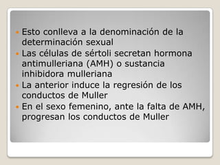  Esto conlleva a la denominación de la
  determinación sexual
 Las células de sértoli secretan hormona
  antimulleriana (AMH) o sustancia
  inhibidora mulleriana
 La anterior induce la regresión de los
  conductos de Muller
 En el sexo femenino, ante la falta de AMH,
  progresan los conductos de Muller
 