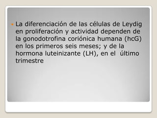    La diferenciación de las células de Leydig
    en proliferación y actividad dependen de
    la gonodotrofina coriónica humana (hcG)
    en los primeros seis meses; y de la
    hormona luteinizante (LH), en el último
    trimestre
 