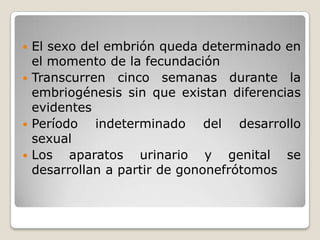  El sexo del embrión queda determinado en
  el momento de la fecundación
 Transcurren cinco semanas durante la
  embriogénesis sin que existan diferencias
  evidentes
 Período   indeterminado del desarrollo
  sexual
 Los   aparatos urinario y genital se
  desarrollan a partir de gononefrótomos
 