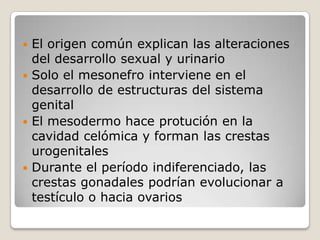  El origen común explican las alteraciones
  del desarrollo sexual y urinario
 Solo el mesonefro interviene en el
  desarrollo de estructuras del sistema
  genital
 El mesodermo hace protución en la
  cavidad celómica y forman las crestas
  urogenitales
 Durante el período indiferenciado, las
  crestas gonadales podrían evolucionar a
  testículo o hacia ovarios
 