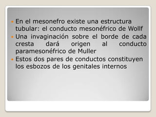  En el mesonefro existe una estructura
  tubular: el conducto mesonéfrico de Wollf
 Una invaginación sobre el borde de cada
  cresta    dará    origen     al    conducto
  paramesonéfrico de Muller
 Estos dos pares de conductos constituyen
  los esbozos de los genitales internos
 