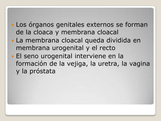  Los órganos genitales externos se forman
  de la cloaca y membrana cloacal
 La membrana cloacal queda dividida en
  membrana urogenital y el recto
 El seno urogenital interviene en la
  formación de la vejiga, la uretra, la vagina
  y la próstata
 