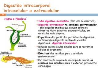 Digestão intracorporal
intracelular e extracelular
11
 Tubo digestivo incompleto (com uma só abertura).
 Digestão extracelular na cavidade gastrovascular
- são lançadas enzimas que actuam sobre os
alimentos hidrolisando as macromoléculas, em
moléculas mais simples.
 Fagocitose das partículas parcialmente digeridas
continuando a digestão dentro de vacúolos
digestivos – digestão intracelular.
 Difusão das moléculas simples para as restantes
células do organismo.
 Exocitose dos resíduos para a cavidade
gastrovascular
 Por contracção da parede do corpo do animal, os
resíduos são expulsos para o exterior juntamente
com a água.
Hidra e Planária
 
