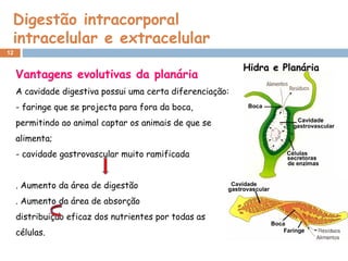 Digestão intracorporal
intracelular e extracelular
12
Vantagens evolutivas da planária
A cavidade digestiva possui uma certa diferenciação:
- faringe que se projecta para fora da boca,
permitindo ao animal captar os animais de que se
alimenta;
- cavidade gastrovascular muito ramificada
. Aumento da área de digestão
. Aumento da área de absorção
distribuição eficaz dos nutrientes por todas as
células.
Hidra e Planária
 