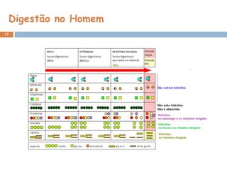 Digestão no Homem
17
 