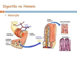Digestão no Homem
19
 Absorção
 