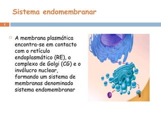 Sistema endomembranar
2
 A membrana plasmática
encontra-se em contacto
com o retículo
endoplasmático (RE), o
complexo de Golgi (CG) e o
invólucro nuclear,
formando um sistema de
membranas denominado
sistema endomembranar
 