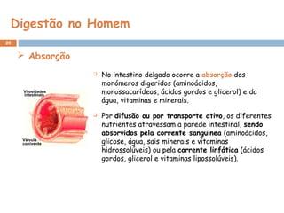 Digestão no Homem
20
 Absorção
 No intestino delgado ocorre a absorção dos
monómeros digeridos (aminoácidos,
monossacarídeos, ácidos gordos e glicerol) e da
água, vitaminas e minerais.
 Por difusão ou por transporte ativo, os diferentes
nutrientes atravessam a parede intestinal, sendo
absorvidos pela corrente sanguínea (aminoácidos,
glicose, água, sais minerais e vitaminas
hidrossolúveis) ou pela corrente linfática (ácidos
gordos, glicerol e vitaminas lipossolúveis).
 