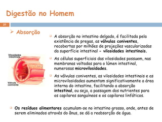 Digestão no Homem
21
 Absorção
 A absorção no intestino delgado, é facilitada pela
existência de pregas, as válvulas coniventes,
recobertas por milhões de projeções vascularizadas
da superfície intestinal - vilosidades intestinais.
 As células superficiais das vilosidades possuem, nas
membranas voltadas para o lúmen intestinal,
numerosas microvilosidades.
 As válvulas coniventes, as vilosidades intestinais e as
microvilosidades aumentam significativamente a área
interna do intestino, facilitando a absorção
intestinal, ou seja, a passagem dos nutrientes para
os capilares sanguíneos e os capilares linfáticos.
 Os resíduos alimentares acumulam-se no intestino grosso, onde, antes de
serem eliminados através do ânus, se dá a reabsorção de água.
 