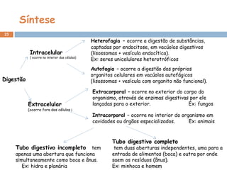 23
Intracelular
( ocorre no interior das células)
Extracelular
(ocorre fora das células )
Autofagia – ocorre a digestão dos próprios
organitos celulares em vacúolos autofágicos
(lisossomas + vesícula com organito não funcional).
Extracorporal – ocorre no exterior do corpo do
organismo, através de enzimas digestivas por ele
lançadas para o exterior. Ex: fungos
Intracorporal – ocorre no interior do organismo em
cavidades ou órgãos especializados. Ex: animais
Heterofagia – ocorre a digestão de substâncias,
captadas por endocitose, em vacúolos digestivos
(lisossomas + vesícula endocítica).
Ex: seres unicelulares heterotróficos
Tubo digestivo incompleto tem
apenas uma abertura que funciona
simultaneamente como boca e ânus.
Ex: hidra e planária
Tubo digestivo completo
tem duas aberturas independentes, uma para a
entrada de alimentos (boca) e outra por onde
saem os resíduos (ânus).
Ex: minhoca e homem
Digestão
Síntese
 