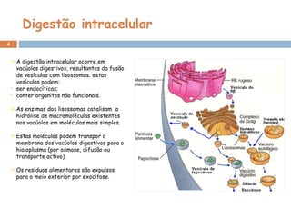 Digestão intracelular
4
 A digestão intracelular ocorre em
vacúolos digestivos, resultantes da fusão
de vesículas com lisossomas; estas
vesículas podem:
 ser endocíticas;
 conter organitos não funcionais.
 As enzimas dos lisossomas catalisam a
hidrólise de macromoléculas existentes
nos vacúolos em moléculas mais simples.
 Estas moléculas podem transpor a
membrana dos vacúolos digestivos para o
hialoplasma (por osmose, difusão ou
transporte activo).
 Os resíduos alimentares são expulsos
para o meio exterior por exocitose.
 