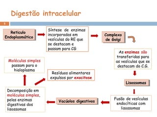 Digestão intracelular
5
Resíduos alimentares
expulsos por exocitose
Complexo
de Golgi
Complexo
de Golgi
As enzimas são
transferidas para
as vesículas que se
destacam do C.G.
LisossomasLisossomasLisossomasLisossomas
Fusão de vesículas
endocíticas com
lisossomas
Decomposição em
moléculas simples,
pelas enzimas
digestivas dos
lisossomas
Moléculas simples
passam para o
hialoplasma
Reticulo
Endoplasmático
Reticulo
Endoplasmático
Síntese de enzimas
incorporadas em
vesículas do RE que
se destacam e
passam para CG
Vacúolos digestivosVacúolos digestivos
 