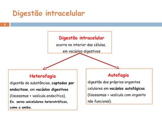 Digestão intracelular
6
Digestão intracelular
ocorre no interior das células,
em vacúolos digestivos
Autofagia
digestão dos próprios organitos
celulares em vacúolos autofágicos
(lisossomas + vesícula com organito
não funcional).
Heterofagia
digestão de substâncias, captadas por
endocitose, em vacúolos digestivos
(lisossomas + vesícula endocítica).
Ex. seres unicelulares heterotróficos,
como a amiba.
 
