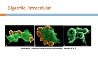 Digestão intracelular
7
 