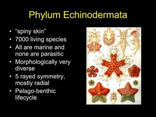 Phylum Echinodermata “spiny skin” 7000 livingspecies All are marine and none are parasitic Morphologically very diverse 5 rayed symmetry, mostly radial Pelago-benthic lifecycle 