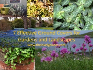 7 Effective Ground Covers for
Gardens and Landscapes
www.thelovelyplants.com
 