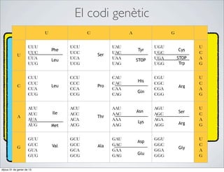 El codi genètic
                           U               C               A                G


                     UUU             UCU             UAU              UGU              U
                               Phe                             Tyr              Cys
                     UUC             UCC       Ser   UAC              UGC              C
            U
                     UUA             UCA             UAA              UGA       STOP   A
                               Leu                             STOP
                     UUG             UCG             UAG              UGG        Trp   G


                     CUU             CCU             CAU              CGU              U
                                                               His
                     CUC             CCC             CAC              CGC              C
            C                  Leu             Pro                              Arg
                     CUA             CCA             CAA              CGA              A
                                                               Gln
                     CUG             CCG             CAG              CGG              G


                     AUU             ACU             AAU              AGU              U
                               Ile                             Asn              Ser
                     AUC             ACC             AAC              AGC              C
            A                                  Thr
                     AUA             ACA             AAA              AGA              A
                                                               Lys              Arg
                     AUG       Met   ACG             AAG              AGG              G


                     GUU             GCU             GAU              GGU              U
                                                               Asp
                     GUC       Val   GCC       Ala   GAC              GGC              C
            G                                                                   Gly
                     GUA             GCA             GAA              GGA              A
                     GUG             GCG             GAG       Glu    GGG              G


dijous 31 de gener de 13
 
