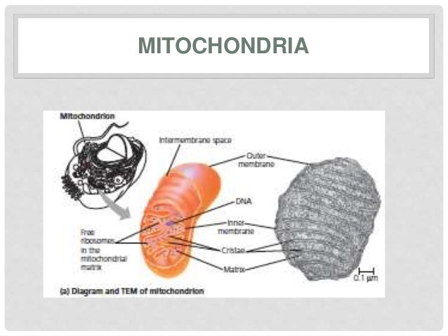 Electron Microscopy