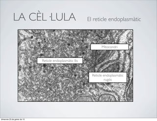 LA CÈL·LULA                                  El reticle endoplasmàtic



                                                                  Mitocondri


                             Reticle endoplasmàtic llis


                                                            Reticle endoplasmàtic
                                                                     rugós




dimecres 23 de gener de 13
 