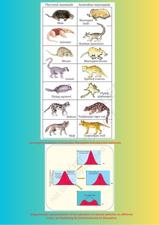 EVOLUTION diagram of class XII Biology.pdf