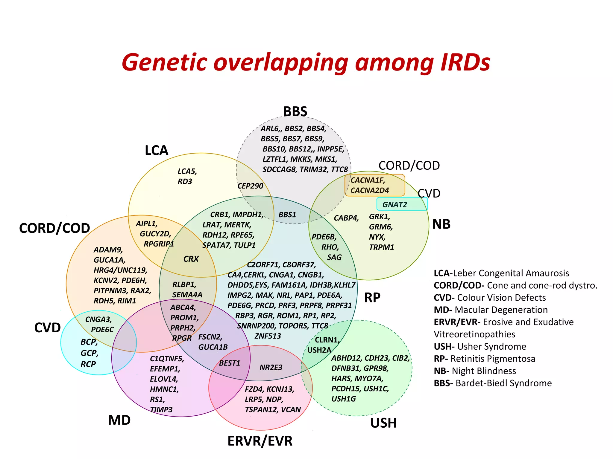 Genetic overlapping among IRDs
                                                           BBS
                                                      ARL6,, BBS2, BBS4,
                                                      BBS5, BBS7, BBS9,
                       LCA                            BBS10, BBS12,, INPP5E,
                                                      LZTFL1, MKKS, MKS1,
                                LCA5,                 SDCCAG8, TRIM32, TTC8         CORD/COD
                                RD3                                            CACNA1F,
                                                CEP290
                                                                               CACNA2D4
                                                                                             CVD
                                                                                     GNAT2
                                          CRB1, IMPDH1,   BBS1          CABP4,    GRK1,
CORD/COD            AIPL1,              LRAT, MERTK,                              GRM6,       NB
                     GUCY2D,            RDH12, RPE65,            PDE6B,           NYX,
                      RPGRIP1           SPATA7, TULP1               RHO,          TRPM1
          ADAM9,
          GUCA1A,               CRX                                  SAG
                                                C2ORF71, C8ORF37,
          HRG4/UNC119,                                                                         LCA-Leber Congenital Amaurosis
                                           CA4,CERKL, CNGA1, CNGB1,
          KCNV2, PDE6H,
          PITPNM3, RAX2,
                             RLBP1,        DHDDS,EYS, FAM161A, IDH3B,KLHL7                     CORD/COD- Cone and cone-rod dystro.
          RDH5, RIM1
                             SEMA4A        IMPG2, MAK, NRL, PAP1, PDE6A,
                                           PDE6G, PRCD, PRF3, PRPF8, PRPF31
                                                                                 RP            CVD- Colour Vision Defects
                             ABCA4,                                                            MD- Macular Degeneration
        CNGA3,               PROM1,          RBP3, RGR, ROM1, RP1, RP2,
                                                                                               ERVR/EVR- Erosive and Exudative
 CVD     PDE6C               PRPH2,
                                    FSCN2,
                                             SNRNP200, TOPORS, TTC8
                                                  ZNF513                                       Vitreoretinopathies
       BCP,                  RPGR                                 CLRN1,
                                    GUCA1B                      USH2A                          USH- Usher Syndrome
       GCP,
                        C1QTNF5,
                                         BEST1
                                                                      ABHD12, CDH23, CIB2,     RP- Retinitis Pigmentosa
       RCP              EFEMP1,                    NR2E3              DFNB31, GPR98,           NB- Night Blindness
                        ELOVL4,                                       HARS, MYO7A,
                                                                      PCDH15, USH1C,
                                                                                               BBS- Bardet-Biedl Syndrome
                        HMNC1,                 FZD4, KCNJ13,
                        RS1,                   LRP5, NDP,             USH1G
                        TIMP3                  TSPAN12, VCAN
             MD                                                                    USH
                                              ERVR/EVR
 