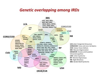 Genetic overlapping among IRDs
                                                           BBS
                                                      ARL6,, BBS2, BBS4,
                                                      BBS5, BBS7, BBS9,
                       LCA                            BBS10, BBS12,, INPP5E,
                                                      LZTFL1, MKKS, MKS1,
                                LCA5,                 SDCCAG8, TRIM32, TTC8         CORD/COD
                                RD3                                            CACNA1F,
                                                CEP290
                                                                               CACNA2D4
                                                                                             CVD
                                                                                     GNAT2
                                          CRB1, IMPDH1,   BBS1          CABP4,    GRK1,
CORD/COD            AIPL1,              LRAT, MERTK,                              GRM6,       NB
                     GUCY2D,            RDH12, RPE65,            PDE6B,           NYX,
                      RPGRIP1           SPATA7, TULP1               RHO,          TRPM1
          ADAM9,
          GUCA1A,               CRX                                  SAG
                                                C2ORF71, C8ORF37,
          HRG4/UNC119,                                                                         LCA-Leber Congenital Amaurosis
                                           CA4,CERKL, CNGA1, CNGB1,
          KCNV2, PDE6H,
          PITPNM3, RAX2,
                             RLBP1,        DHDDS,EYS, FAM161A, IDH3B,KLHL7                     CORD/COD- Cone and cone-rod dystro.
          RDH5, RIM1
                             SEMA4A        IMPG2, MAK, NRL, PAP1, PDE6A,
                                           PDE6G, PRCD, PRF3, PRPF8, PRPF31
                                                                                 RP            CVD- Colour Vision Defects
                             ABCA4,                                                            MD- Macular Degeneration
        CNGA3,               PROM1,          RBP3, RGR, ROM1, RP1, RP2,
                                                                                               ERVR/EVR- Erosive and Exudative
 CVD     PDE6C               PRPH2,
                                    FSCN2,
                                             SNRNP200, TOPORS, TTC8
                                                  ZNF513                                       Vitreoretinopathies
       BCP,                  RPGR                                 CLRN1,
                                    GUCA1B                      USH2A                          USH- Usher Syndrome
       GCP,
                        C1QTNF5,
                                         BEST1
                                                                      ABHD12, CDH23, CIB2,     RP- Retinitis Pigmentosa
       RCP              EFEMP1,                    NR2E3              DFNB31, GPR98,           NB- Night Blindness
                        ELOVL4,                                       HARS, MYO7A,
                                                                      PCDH15, USH1C,
                                                                                               BBS- Bardet-Biedl Syndrome
                        HMNC1,                 FZD4, KCNJ13,
                        RS1,                   LRP5, NDP,             USH1G
                        TIMP3                  TSPAN12, VCAN
             MD                                                                    USH
                                              ERVR/EVR
 