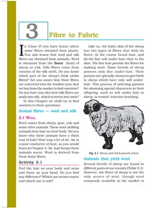3                Fibre to Fabric

I
     n Class VI you have learnt about               Like us, the hairy skin of the sheep
     some fibres obtained from plants.         has two types of fibres that form its
     You also learnt that wool and silk        fleece: (i) the coarse beard hair, and
fibres are obtained from animals. Wool         (ii) the fine soft under-hair close to the
is obtained from the fleece (hair) of          skin. The fine hair provide the fibres for
sheep or yak. Silk fibres come from            making wool. Some breeds of sheep
cocoons of the silk moth. Do you know          possess only fine under-hair. Their
which part of the sheep’s body yields          parents are specially chosen to give birth
fibres? Are you aware how these fibres         to sheep which have only soft under-
are converted into the woollen yarn that       hair. This process of selecting parents
we buy from the market to knit sweaters?       for obtaining special characters in their
Do you have any idea how silk fibres are       offspring, such as soft under hair in
made into silk, which is woven into saris?     sheep, is termed ‘selective breeding’.
    In this Chapter we shall try to find
answers to these questions.
Animal fibres — wool and silk
3.1 WOOL
Wool comes from sheep, goat, yak and
some other animals. These wool-yielding
animals bear hair on their body. Do you
know why these animals have a thick
coat of hair? Hair trap a lot of air. Air is
a poor conductor of heat, as you would
learn in Chapter 4. So, hair keeps these
animals warm. Wool is derived from                Fig. 3.1 Sheep with thick growth of hair
these hairy fibres.
                                               Animals that yield wool
Activity 3.1                                   Several breeds of sheep are found in
Feel the hair on your body and arms            different parts of our country (Table 3.1).
and those on your head. Do you find            However, the fleece of sheep is not the
any difference? Which one seems coarse         only source of wool, though wool
and which one is soft?                         commonly available in the market is

24                                                                                    SCIENCE
 