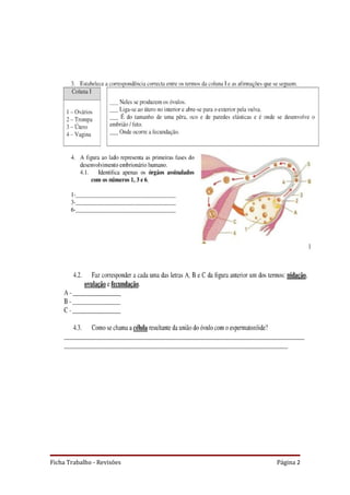 Ficha Trabalho - Revisões   Página 2
 
