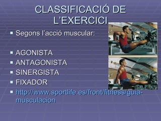 CLASSIFICACIÓ DE L’EXERCICI Segons l’acció muscular: AGONISTA ANTAGONISTA SINERGISTA FIXADOR http:// www.sportlife.es / front / fitness / guia - musculacion 