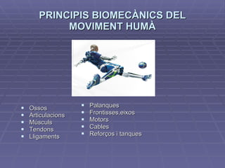PRINCIPIS BIOMECÀNICS DEL MOVIMENT HUMÀ Palanques Frontisses,eixos Motors Cables Reforços i tanques Ossos Articulacions Músculs Tendons Lligaments 