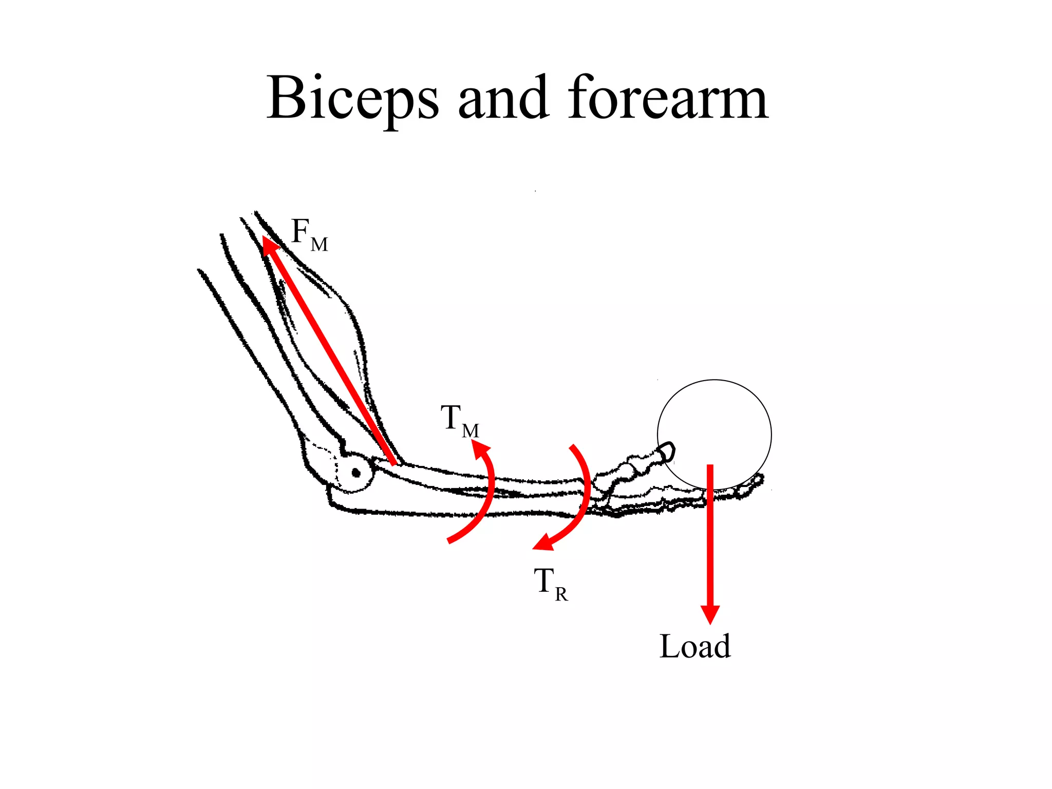 Biceps and forearm
FM
Load
TM
TR
 