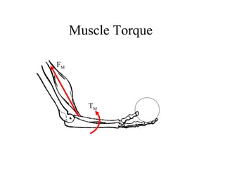 Muscle Torque
FM
TM
 