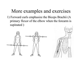 More examples and exercises
1) Forward curls emphasize the Biceps Brachii (A
primary flexor of the elbow when the forearm is
supinated )
 