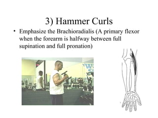 3) Hammer Curls
• Emphasize the Brachioradialis (A primary flexor
when the forearm is halfway between full
supination and full pronation)
 