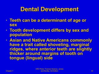 Dental Development Teeth can be a determinant of age or sex Tooth development differs by sex and population Asian and Native Americans commonly have a trait called shoveling, marginal ridges, where anterior teeth are slightly thicker around margins of tooth on tongue (lingual) side  Chapter 7 CRC Press: Forensic Science, James and Nordby, 3rd Edition 