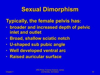 Sexual Dimorphism Typically, the female pelvis has : broader and increased depth of pelvic inlet and outlet Broad, shallow sciatic notch U-shaped sub pubic angle Well developed ventral arc Raised auricular surface Chapter 7 CRC Press: Forensic Science, James and Nordby, 3rd Edition 