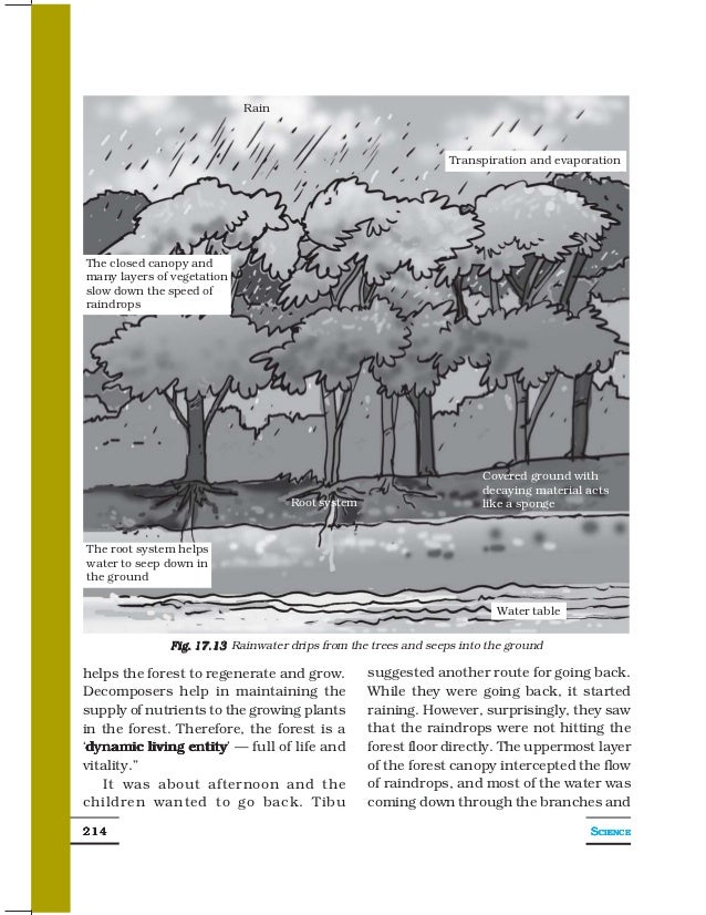 7 forest our lifeline.