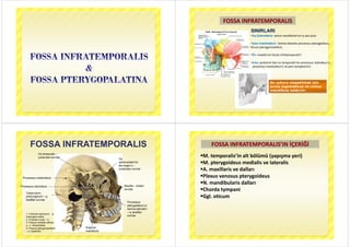 FOSSA INFRATEMPORALIS
D (l ld ) dib l ’ i ü ü
SINIRLARI
FOSSA INFRATEMPORALIS
Dış (lateralden): ramus mandibula’nın iç yan yüzü
İçten (medialden):  lamina lateralis processus pterygoideus, 
fissura pterygomaxillaris, p yg ,
Ön: maxilla’nın facies infratemporalis’i
A k t i ’d t l ’ i t l id ’Arka: posterior’dan os temporale’nin processus styloideus’u, 
processus mastoideus’u ve pars tympanica’sı 
Bu çukura ulaşabilmek için
arcus zygomaticus ve ramus
mandibula kaldırılır.
FOSSA INFRATEMPORALISFOSSA INFRATEMPORALIS
O
Os temporale –
yukarıdan sınırlar
Os
sphenoidale’nin
ala major’u –
yukarıdan sınırlar
yukarıdan sınırlar
M ill ö d
1 2
3Processus mastoideus
Maxilla – önden
sınırlar
Processus styloideus 4
Tuberculum
pharyngeumt – iç
Processus
pterygoideus’un
lamina lateralis’i
iç taraftan
taraftan sınırlar
– iç taraftan
sınırlar
1. Foramen spinosum - a.
meningea media
2. Foramen ovale - V3
3. Fissura orbitalis inferior-
a n infraorbitalis
Angulus
mandibula
a., n. infraorbitalis
4. Fissura pterygomaxillaris
– a. maxillaris
FOSSA INFRATEMPORALIS’IN İÇERİĞİ
M. temporalis’in alt bölümü (yapışma yeri)
FOSSA INFRATEMPORALIS IN İÇERİĞİ
p (y p ş y )
M. pterygoideus medialis ve lateralis
A. maxillaris ve dalları
Plexus venosus pterygoideus
N. mandibularis dalları
Chorda tympani
Ggl. oticumg
 