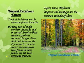 Tropical Deciduous
Forests
Tropical deciduous are the
monsoon forests found in
the large part of India,
northern Australia and
in central America These
regions experience
seasonal changes. Trees
shed their leaves in the
dry season to conserve
water. The hardwood
trees found in these
forests are sal, teak,
neem and shisham. Tropical Deciduous Forests
Tigers, lions, elephants,
langoors and monkeys are the
common animals of these
abdul shumz kv kanjikode10
 