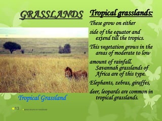 GRASSLANDS Tropical grasslands:
These grow on either
side of the equator and
extend till the tropics.
This vegetation grows in the
areas of moderate to low
amount of rainfall.
Savannah grasslands of
Africa are of this type.
Elephants, zebras, giraffes,
deer, leopards are common in
tropical grasslands.Tropical Grassland
abdul shumz kv kanjikode13
 