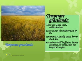 Temperate
grasslands:
These are found in the
midlatitudinal
zones and in the interior part of
the
continents. Usually, grass here is
short and
nutritious.Wild buffaloes, bisons,
antilopes are common in the
temperate region.
Temperate grasslands:
abdul shumz kv kanjikode14
 