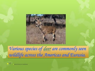 Various species of deer are commonly seen
wildlife across the Americas and Eurasia.
abdul shumz kv kanjikode17
 