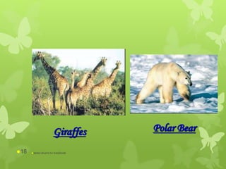 Giraffes Polar Bear
abdul shumz kv kanjikode18
 