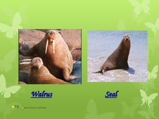 Walrus Seal
abdul shumz kv kanjikode19
 