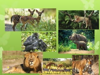 abdul shumz kv kanjikode35
 