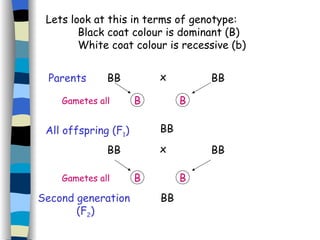 Lets look at this in terms of genotype:  Black coat colour is dominant (B) White coat colour is recessive (b) All offspring (F 1 ) BB BB BB Parents x BB BB x Second generation  (F 2 ) BB Gametes all B B Gametes all B B 