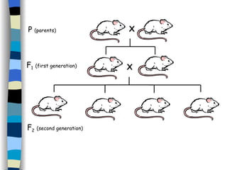 X P  (parents) X F 1   (first generation) F 2   (second generation) 